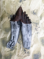 Basilosaurus,  early whale tooth molar