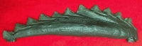 Edestus Shark Tooth Whorl