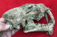 Hoplophoneus, saber tooth cat skull LAST ONE