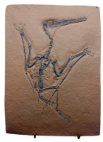 Pterodactylus kochi, specimen #7