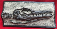 Clidastes a Mosasaur, Skull