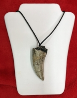 Tyrannosaur rex, shed or broken tooth pendant with serrations