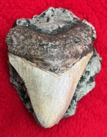 Juvenile Megalodon (Otodus megalodon) tooth 2 5/8 Inches
