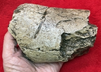 Tyrannosaurus rex Bite Marks on Edmontosaurus Tibia