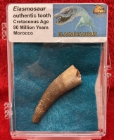 Authentic Elasmosaur Tooth (example) In Acrylic Display Case