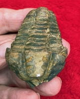 Calymene Trilobite (sample) In Acrylic Display Case