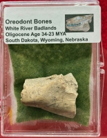 Authentic Oreodont Bone in Acrylic Display Case