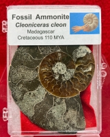 Authentic Fossil Ammonite Cleoniceras cleon in Acrylic Display Case