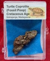 Authentic Fossil Turtle Coprolite in Acrylic Display Case
