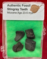 Authentic Fossil Stingray Teeth in Acrylic Display Case