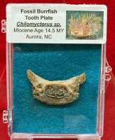 Authentic, Chilomycterus) Fossil Burrfish Tooth Plate in Acrylic Display Case