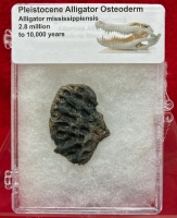 Pleistocene Alligator Osteoderm, Alligator mississippiensis,  in Acrylic Display Case