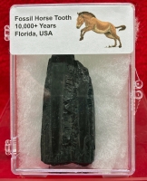 Authentic Pleistocene Horse Tooth in Acrylic Display Case