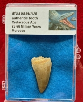 Authentic Fossil Mosasaurus Tooth in Acrylic Display Case