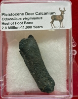 Authentic Pleistocene Deer Odocoileus virginianus, Calcanium in Acrylic Display Case