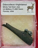 Authentic Pleistocene Deer Odocoileus virginianus, Jaw in Acrylic Display Case