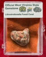 Lithostrotionella the Official State Gemstone of West Virginia in Acrylic Display Case
