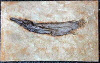 Lepisosteus strausi , Messel garpike fish
