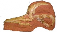 Velociraptor foot in matrix