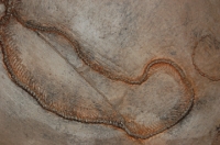 Paleoboa, Messel fossil snake, 31 Inch