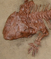 Seymouria, amphibian skeleton