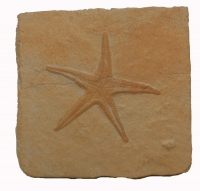 Starfish (Class Asteroidea)