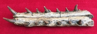 Gavialosuchus americanus, lower jaw with teeth