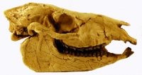 Mesohippus, skull (an early horse)