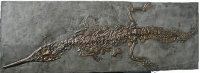 Teleosaurus mandelslohi, crocodile