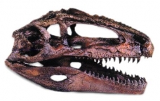 Giganotosaurus Skull 1:9 Scale
