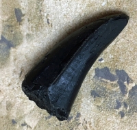 Serrated Albertosaurus tooth, dinosaur