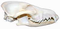 Canis latrans, coyote skull NEW LOWER PRICE