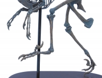 Velociraptor Skeleton Half Scale Model LAST ONE