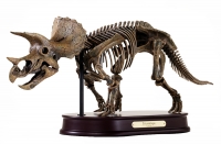 Triceratops Skeleton 20 inches long LAST ONE
