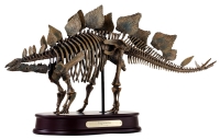 Stegosaurus Skeleton LAST ONE