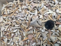 Real Fossil Shark Teeth Mix (1 pound bulk)