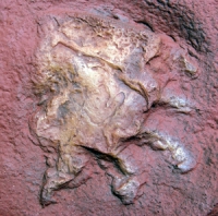 Dimetrodon berea (Dimetropus), tracks from West Virginia
