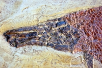 Lepisosteus (Garfish Skeleton) Green River  Formation