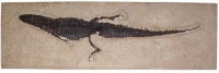 Procaimanoidea, Green River, Alligator/Crocodile Skeleton