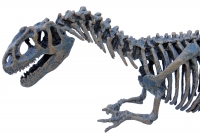 Allosaurus Skeleton LAST ONE