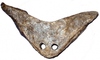 Diplocaulus, amphibian skull