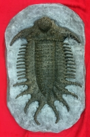 Terataspis  grandis (giant trilobite)