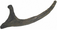 Tyrannosaurus rex (Hank) rib, large