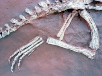 Coelophysis, skeleton