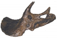 Triceratops, skull with attached jaws RENTAL UNTI ONLY