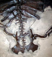 Trionyx, Giant Green River Fossil Turtle