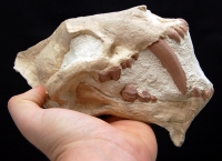 Hoplophoneus, saber tooth cat skull