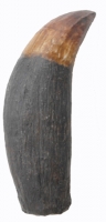 Sarcosuchus imperator (SuperCroc) 6 inch tooth