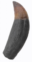 Sarcosuchus imperator (SuperCroc) 6 inch tooth