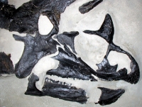 Triceratops 1/2 Skull relief wall panel